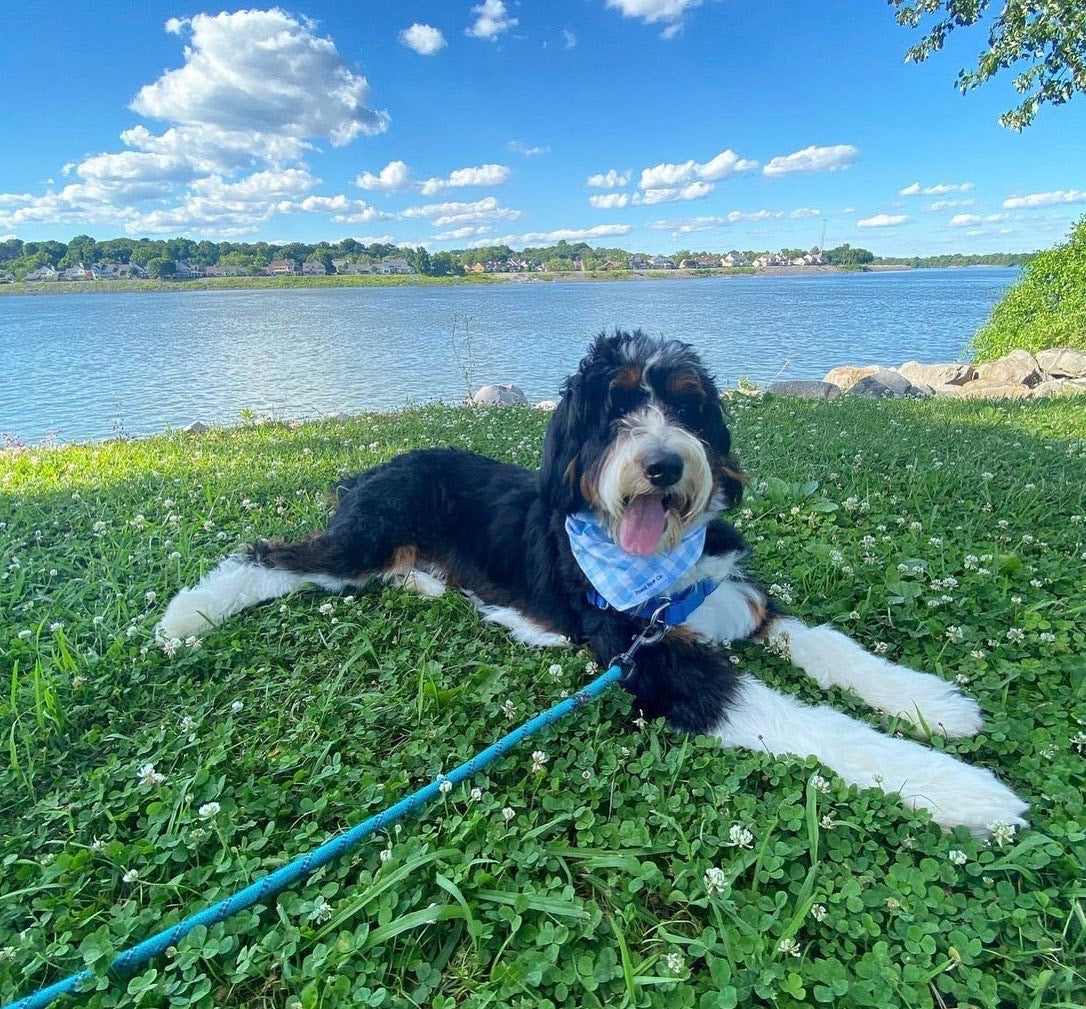 Picnic Pup
