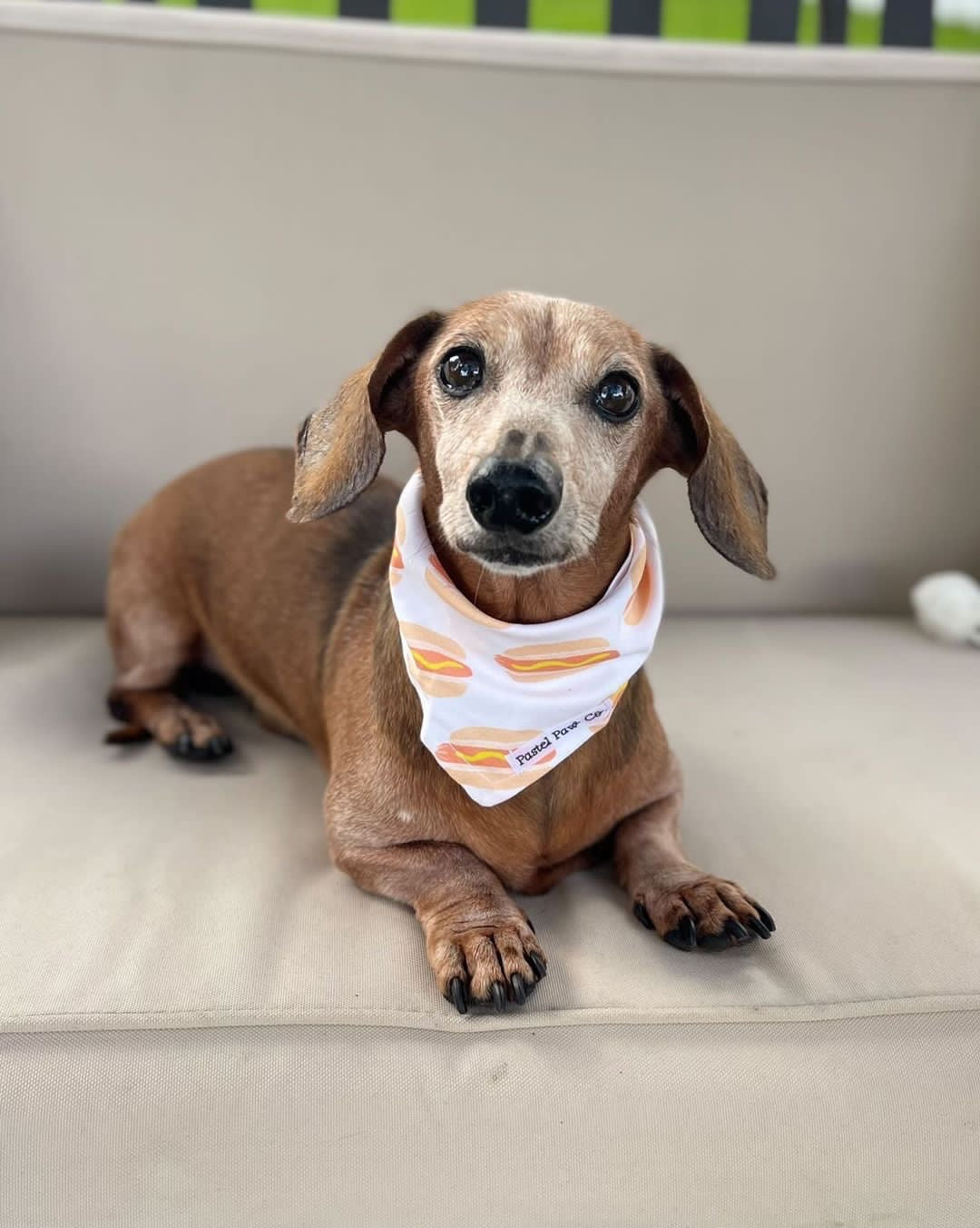 Doggone Adorable