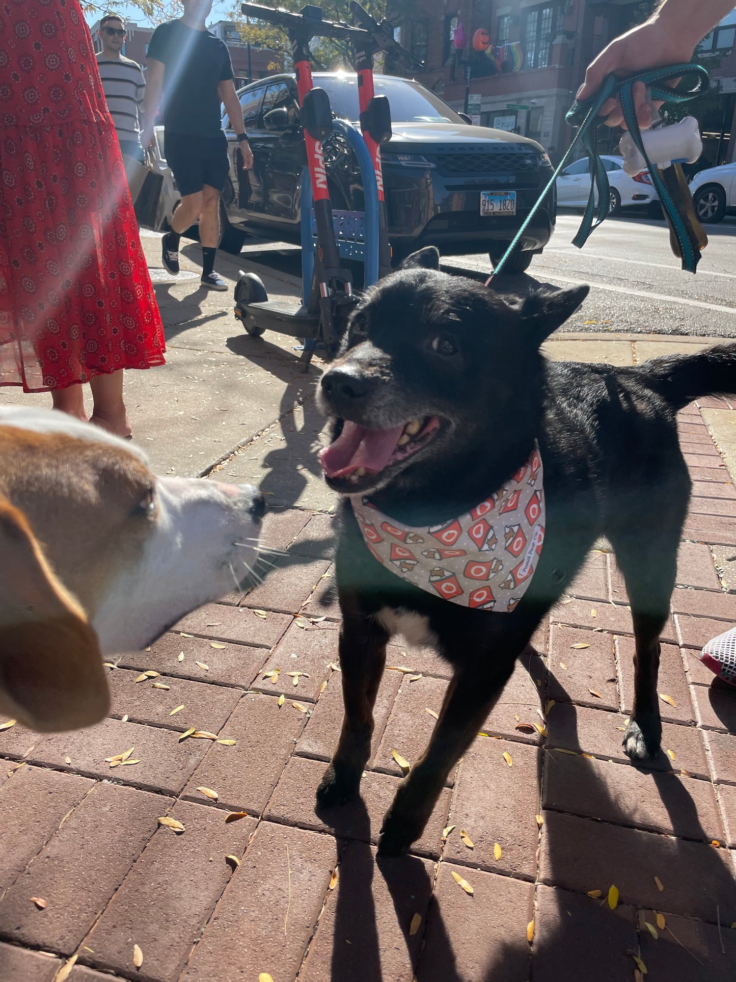 PSL Pup Cup
