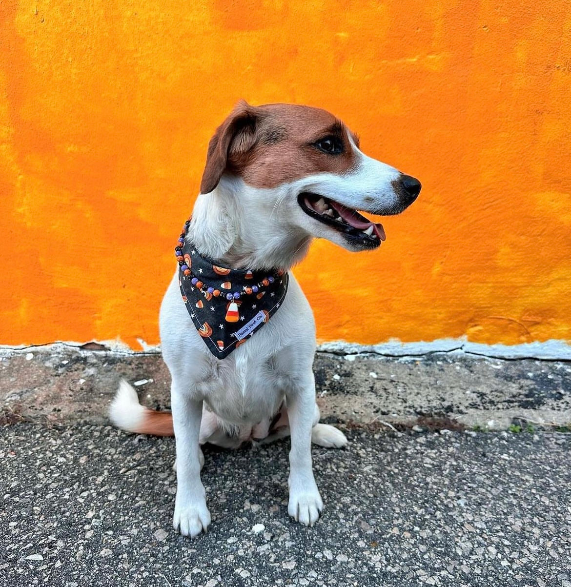 Candy Corn Cutie