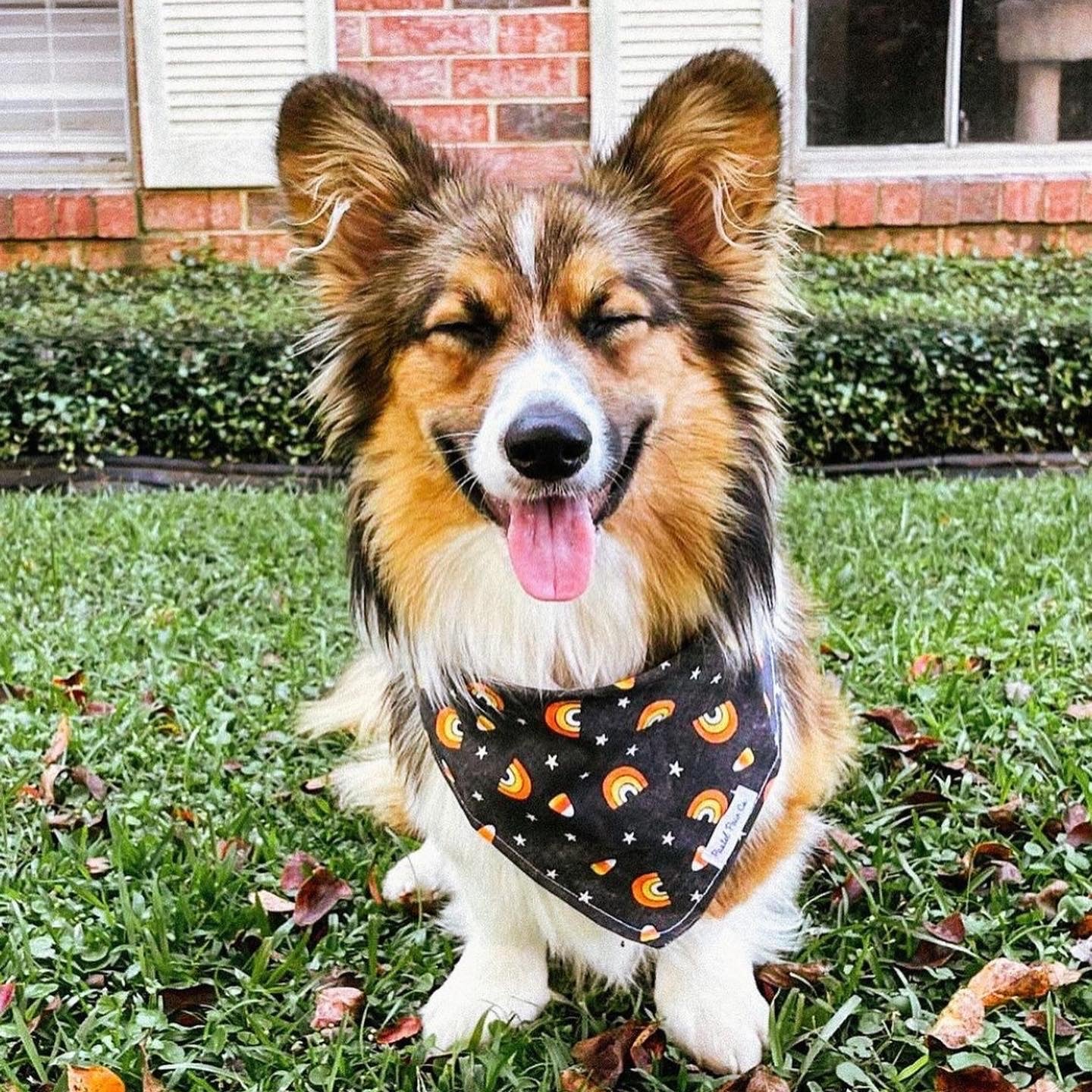 Candy Corn Cutie