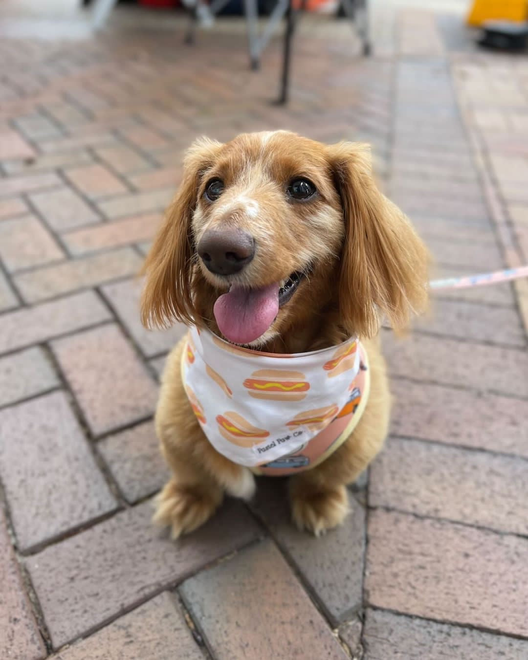 Doggone Adorable