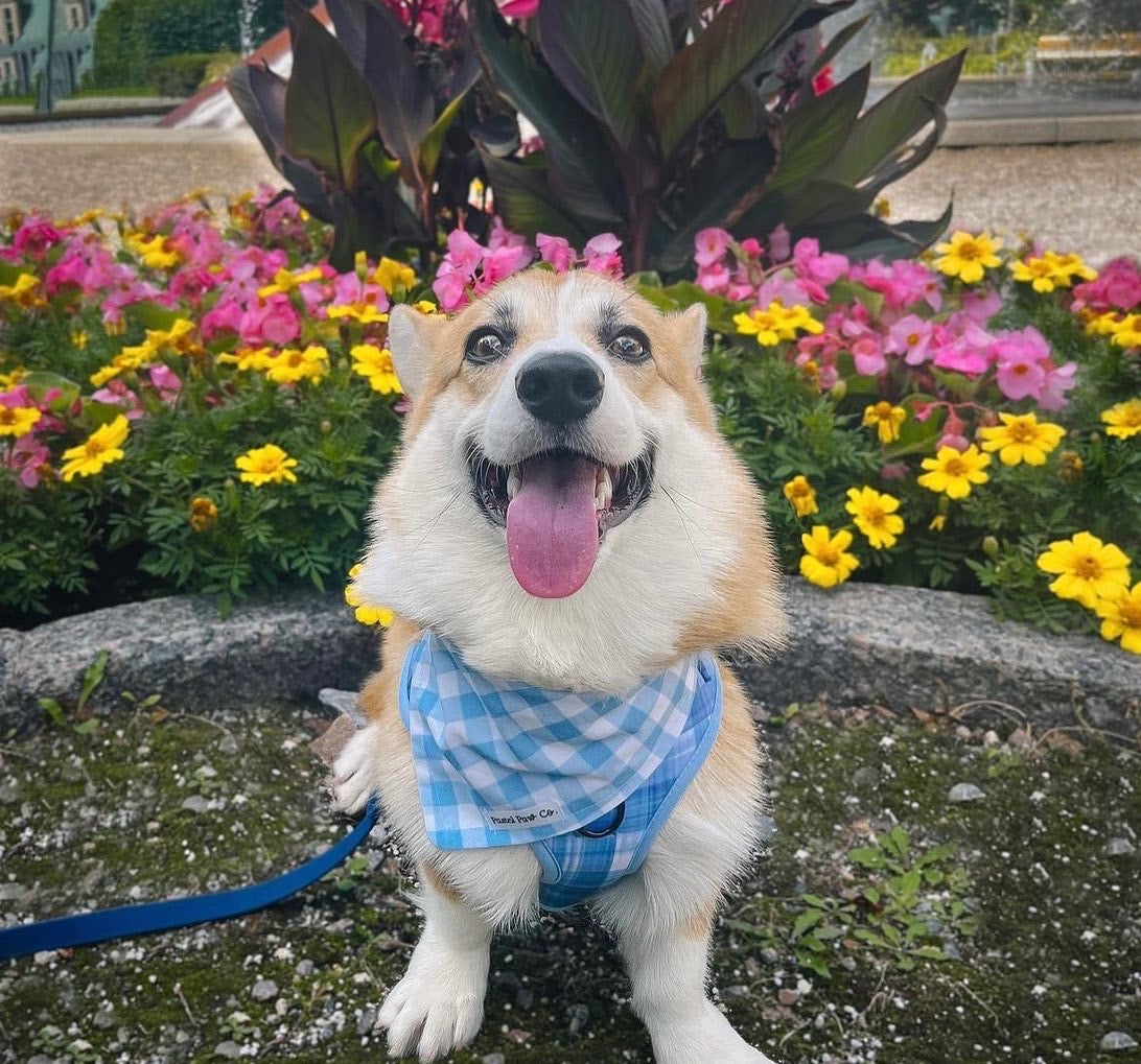 Picnic Pup
