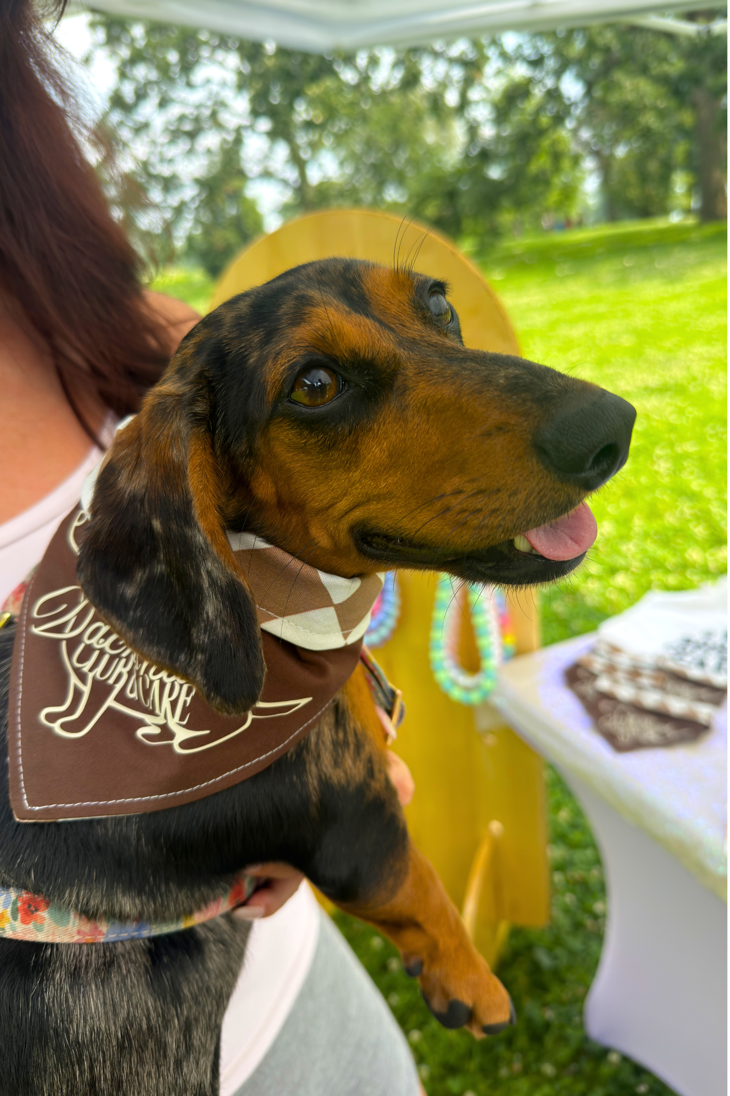 Chicago Doxie Club