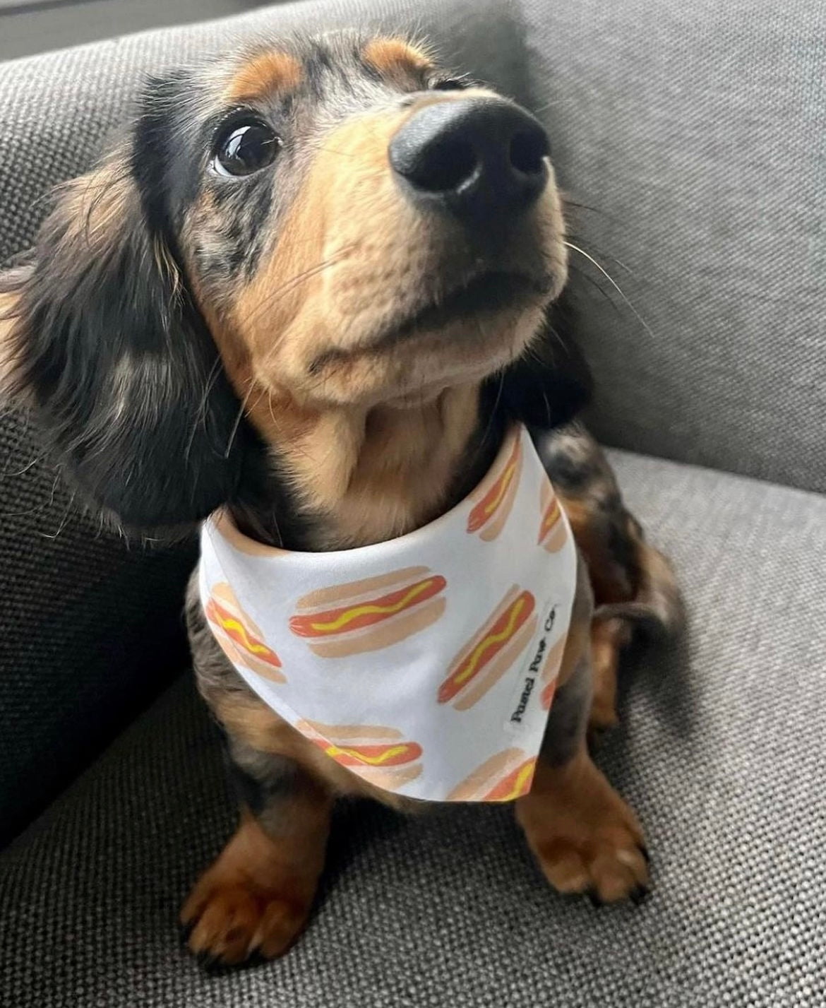 Doggone Cute