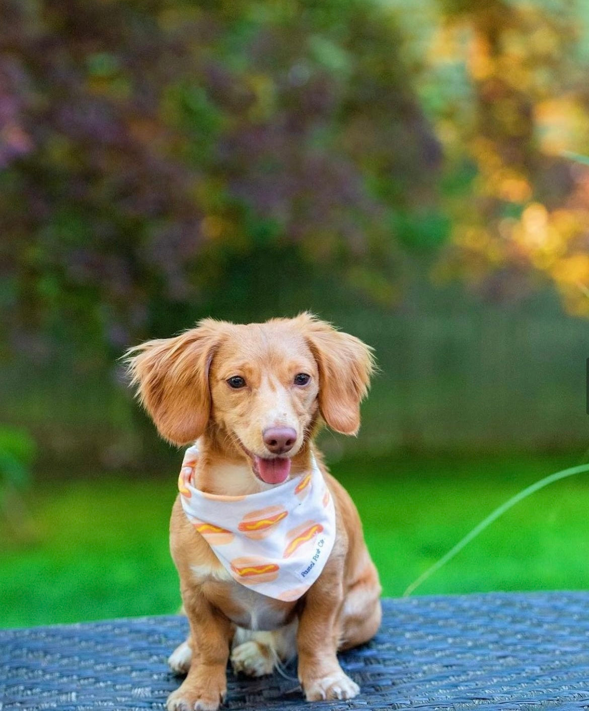 Doggone Cute