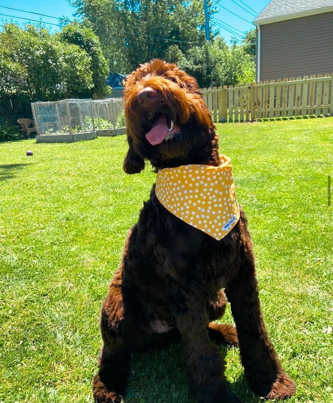 Sweet Sunshine