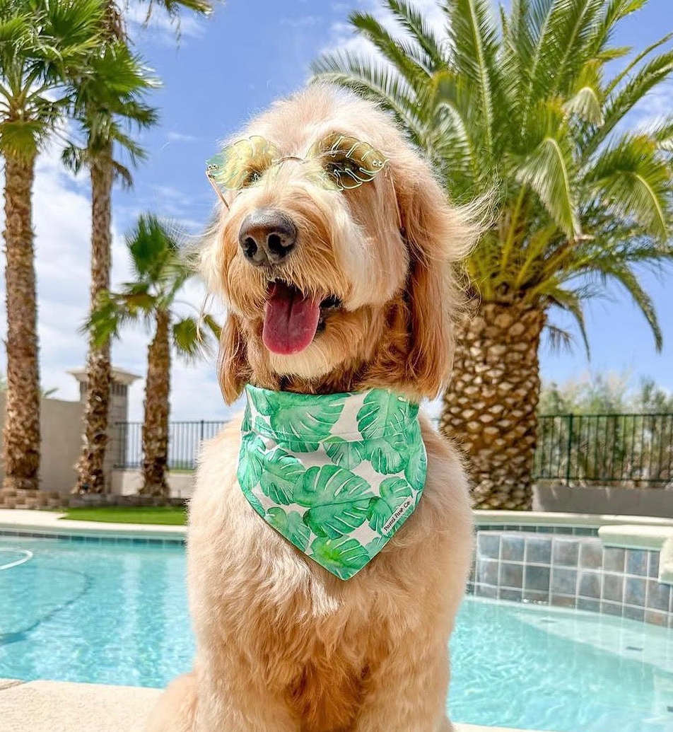 Tropical Cutie